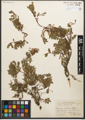 Foto von Salix retusa L.